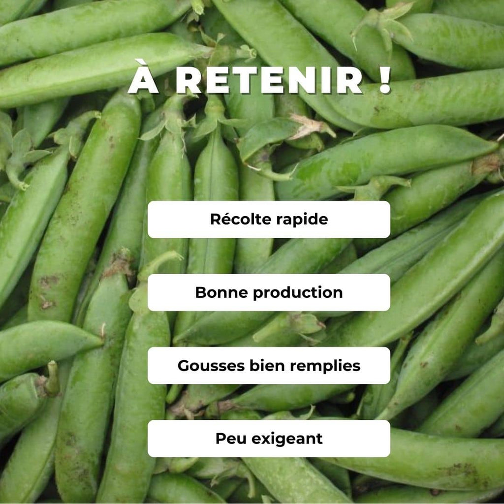 GRAINES Petit Pois Merveille de Kelvedon Pisum sativum monde vegetal comment semer et cultiver