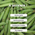 GRAINES Petit Pois Merveille de Kelvedon Pisum sativum monde vegetal comment semer et cultiver