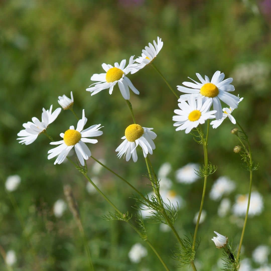 GRAINES Petite camomille Matricaria recutita plantes médicinales monde végétal