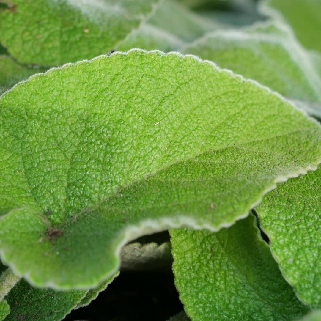 GRAINES Phlomis russeliana Phlomis de Russell sauge de jérusalem feuillage doux monde vegetal