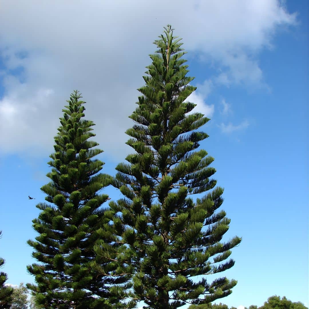 GRAINES  Pin de cook araucaria columnaris Araucaria colonnaire semences d'arbres rares et de collection monde vegetal