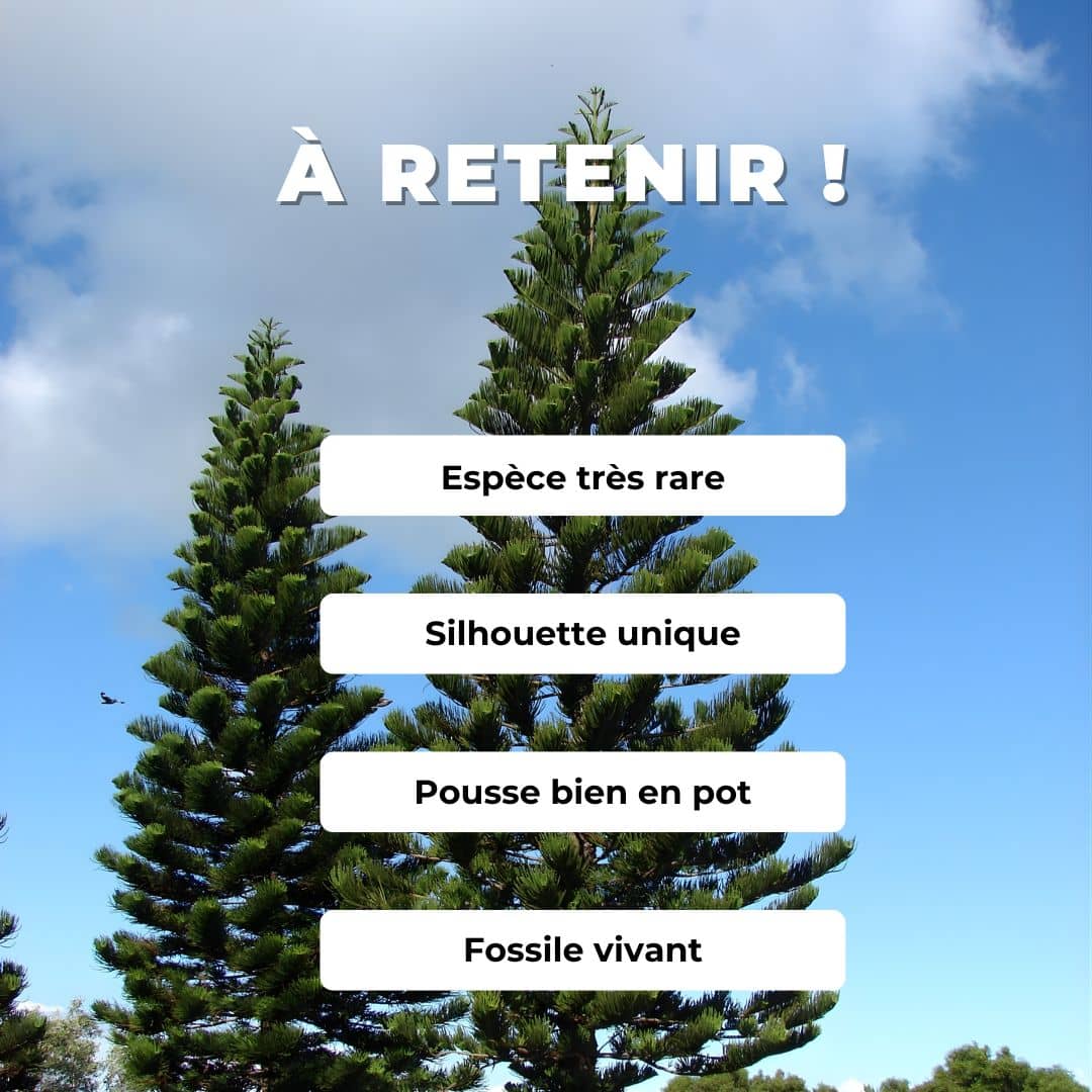 GRAINES  Pin de cook araucaria columnaris Araucaria colonnaire semences d'arbres rares et de collection monde vegetal comment semer et cultiver