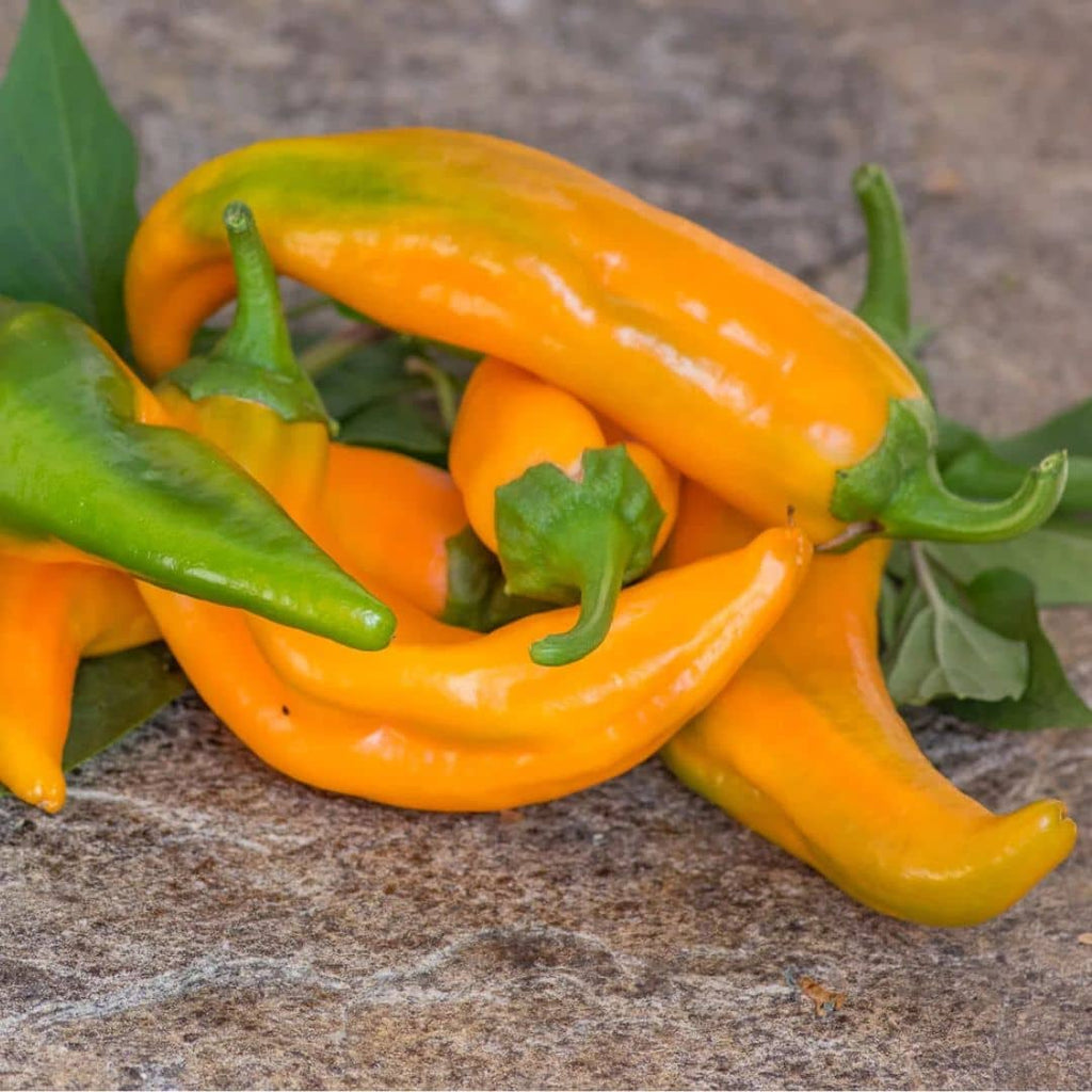 GRAINES - Poivron 'Corno di Toro Giallo' (Capsicum annuum)