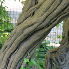 GRAINES Poncirus trifoliata agrume rustique à l'écorce sinueuse monde vegetal