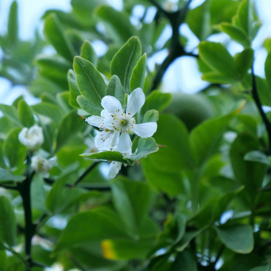 GRAINES Poncirus trifoliata agrume rustique à l'écorce sinueuse monde vegetal floraison du citronnier épineux rustique 