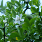 GRAINES Poncirus trifoliata agrume rustique à l'écorce sinueuse monde vegetal floraison du citronnier épineux rustique 