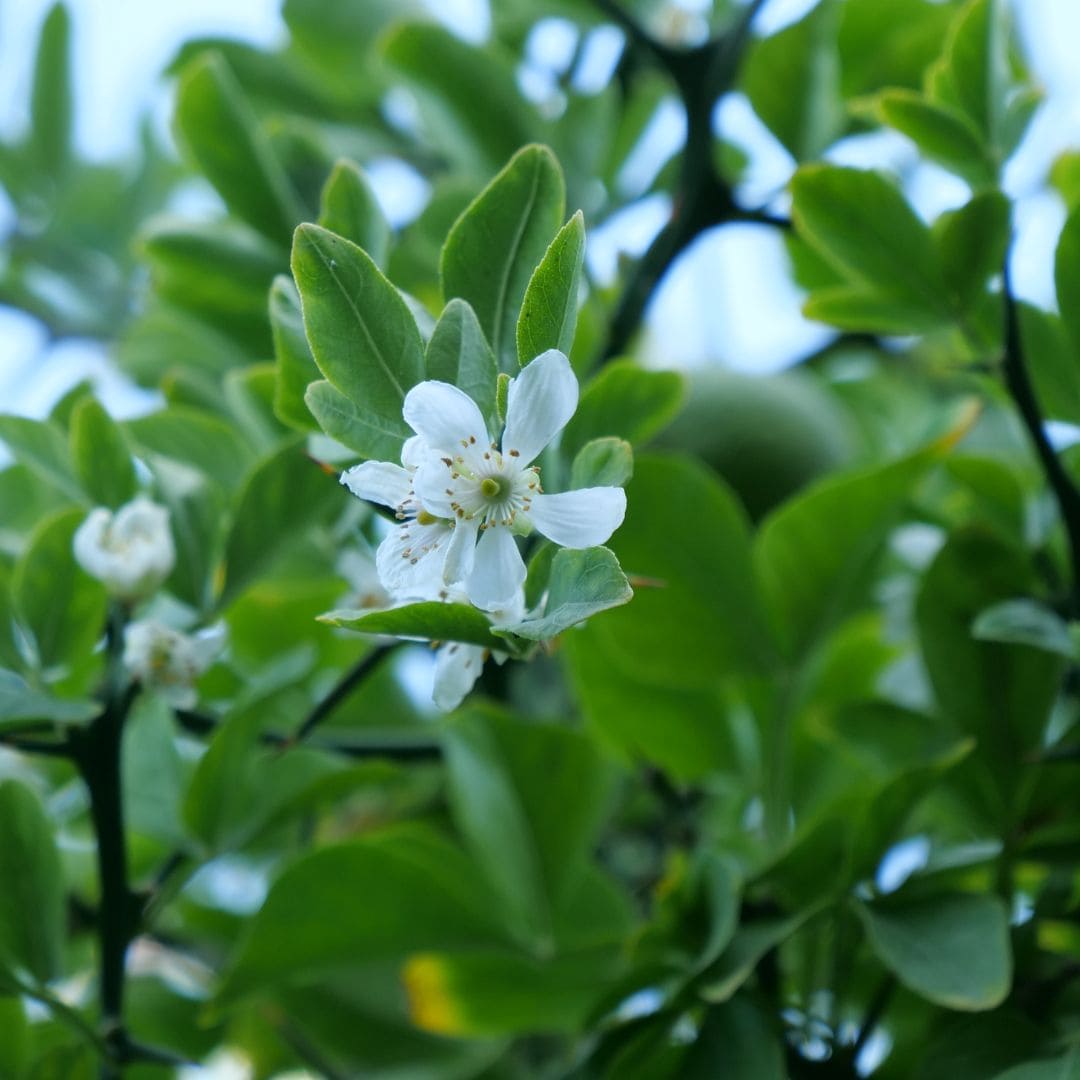GRAINES Poncirus trifoliata agrume rustique à l'écorce sinueuse monde vegetal floraison du citronnier épineux rustique 