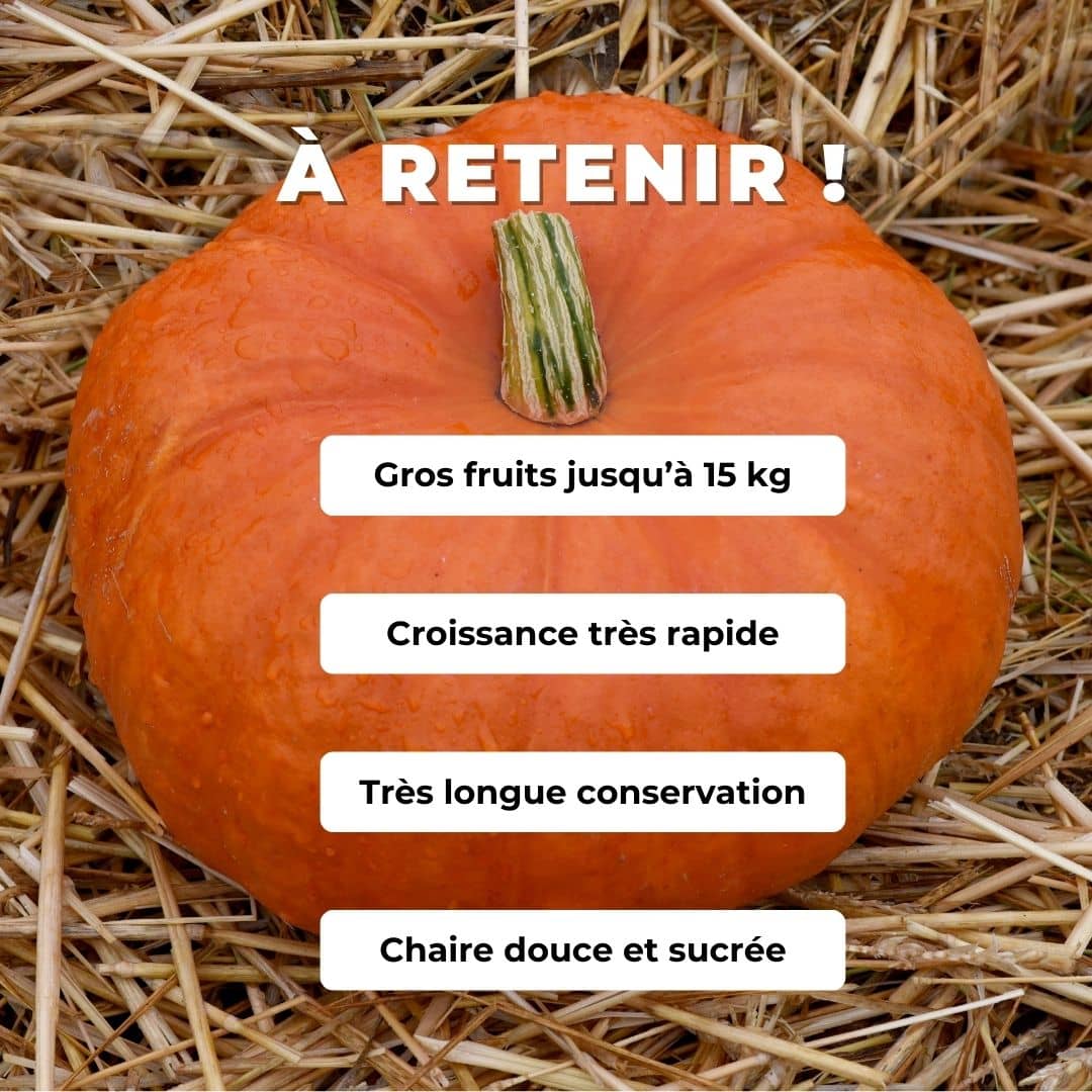 GRAINES Potiron Rouge Vif d'Etampes Cucurbita maxima semences comment semer et cultiver