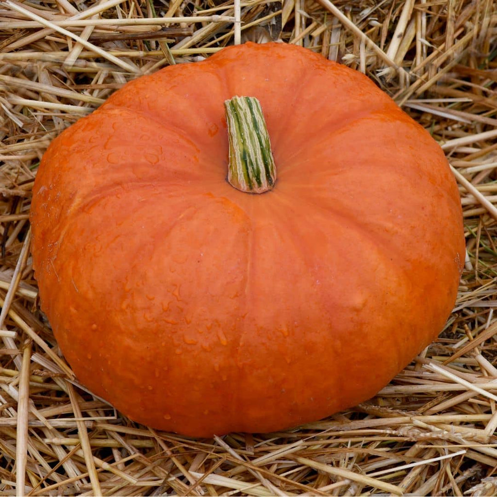 GRAINES Potiron Rouge Vif d'Etampes Cucurbita maxima semences monde vegetal
