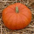 GRAINES Potiron Rouge Vif d'Etampes Cucurbita maxima semences monde vegetal