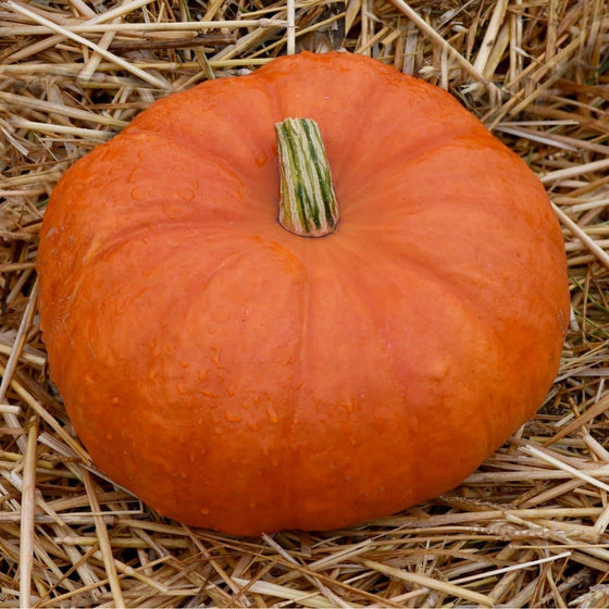 GRAINES Potiron Rouge Vif d'Etampes Cucurbita maxima semences monde vegetal