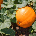 GRAINES Potiron bambino CUCURBITA MAXIMA plantes potagères monde végétal