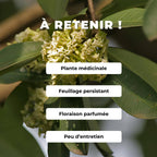 GRAINES - Quinquina d'Inde Alstonia scholaris comment semer et cultiver