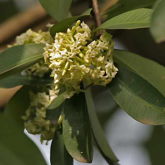 graines alstonia scholaris quinquina d'inde