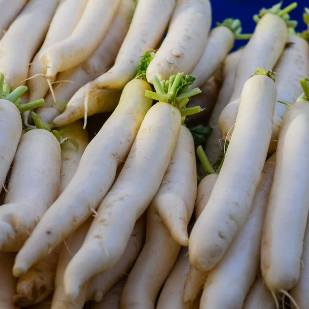 GRAINES - Radis Blanc 'Daïkon' (Raphanus sativus var. longipinnatus 'Daïkon')