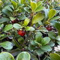  GRAINES Raisin d'Ours Arctostaphylos uva-ursi plante de montagne monde vegetal