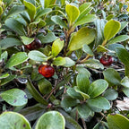  GRAINES Raisin d'Ours Arctostaphylos uva-ursi plante de montagne monde vegetal