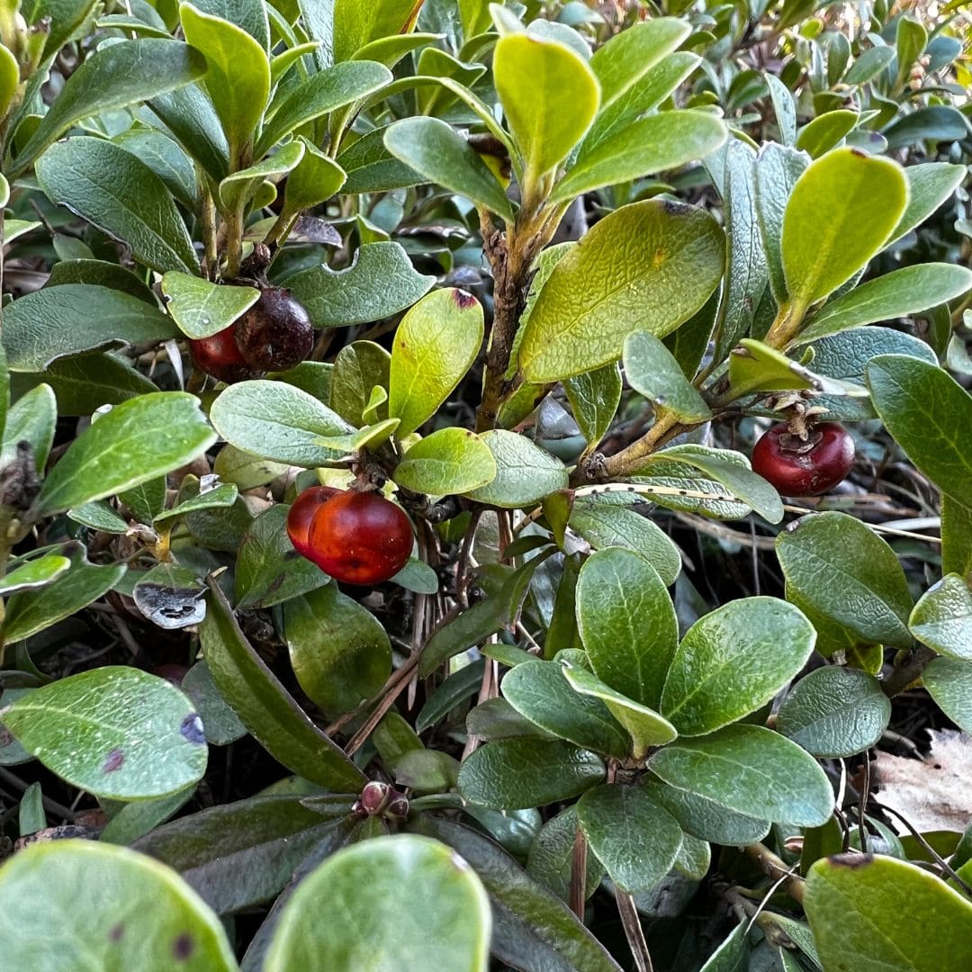  GRAINES Raisin d'Ours Arctostaphylos uva-ursi plante de montagne monde vegetal
