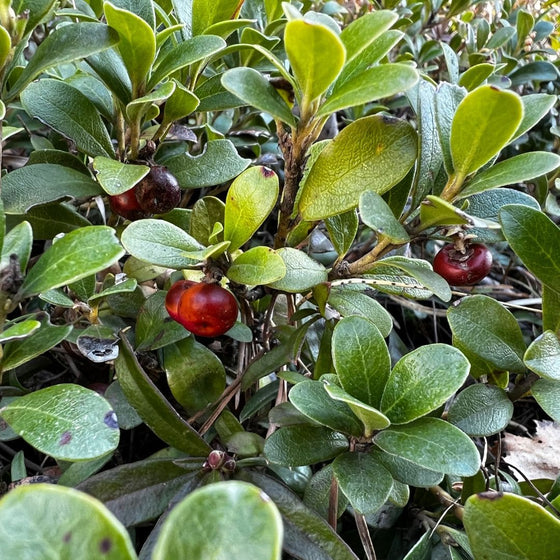  GRAINES Raisin d'Ours Arctostaphylos uva-ursi plante de montagne monde vegetal