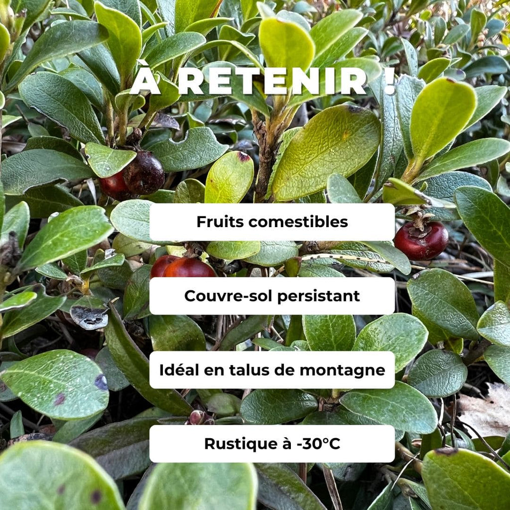  GRAINES Raisin d'Ours Arctostaphylos uva-ursi plante de montagne monde vegetal comment semer et cultiver