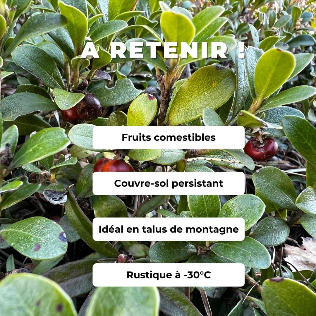  GRAINES Raisin d'Ours Arctostaphylos uva-ursi plante de montagne monde vegetal comment semer et cultiver