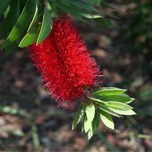 GRAINES Rince-Bouteille Callistemon citrinus plantes méditerranéennes monde vegetal