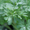 GRAINES Rue officinale Ruta officinalis monde vegetal