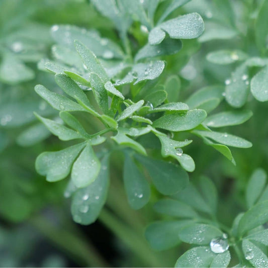 GRAINES Rue officinale Ruta officinalis monde vegetal