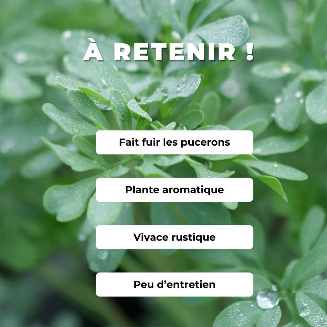 GRAINES Rue officinale Ruta officinalis monde vegetal comment cultiver les semences