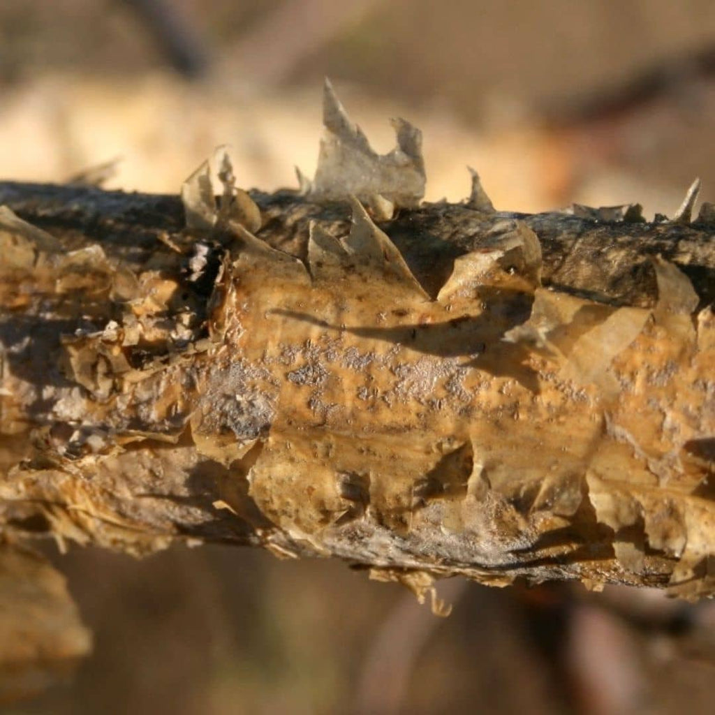 GRAINES Senegalia senegal écorce plantes rares et insolites