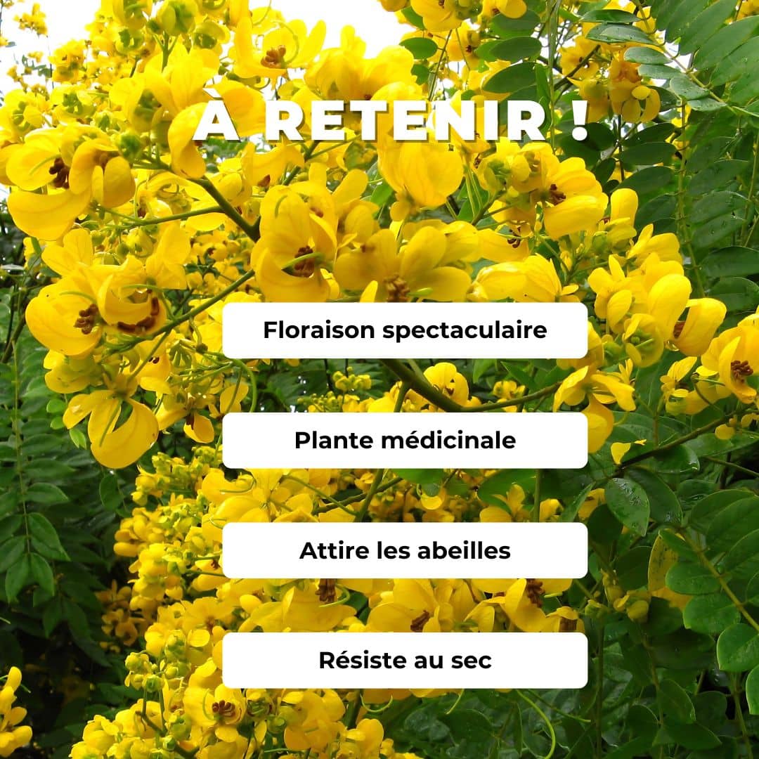 GRAINES Senna spectabilis Casse Marron plantes rares du monde végétal comment semer et cultiver