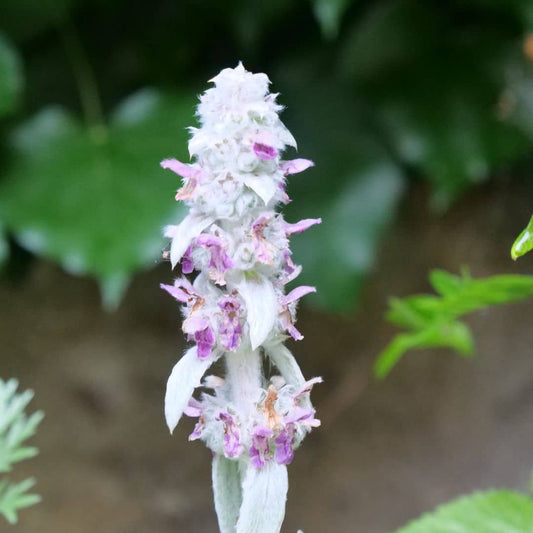 GRAINES Stachys lanata épiaire de byzance monde vegetal