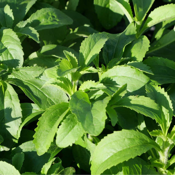 GRAINES Stévia Stevia rebaudiana plantes aromatiques rares monde vegetal