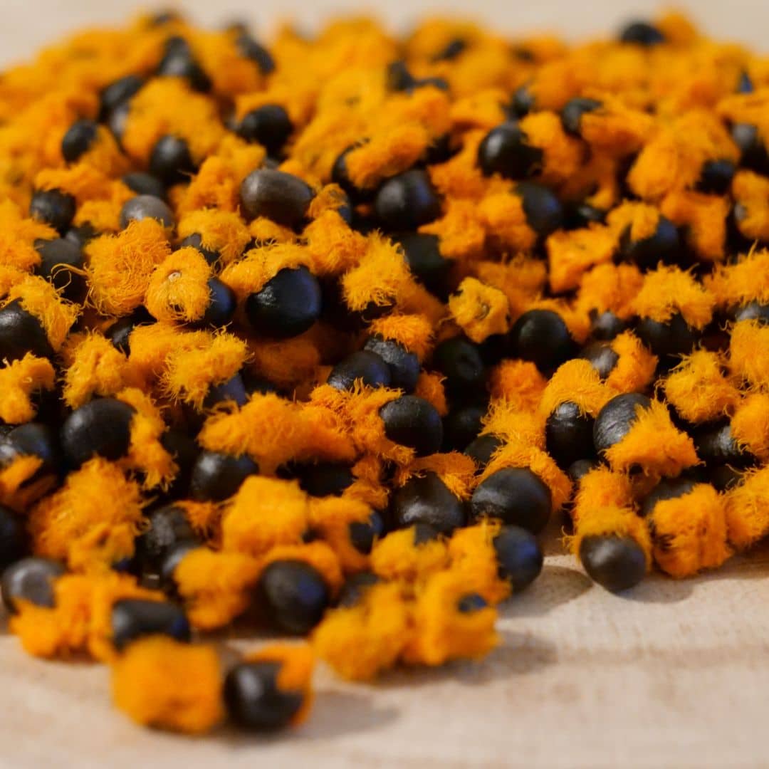 GRAINES Strelitiza reginae oiseaux de paradis orange à semer avec les conseils de monde vegetal