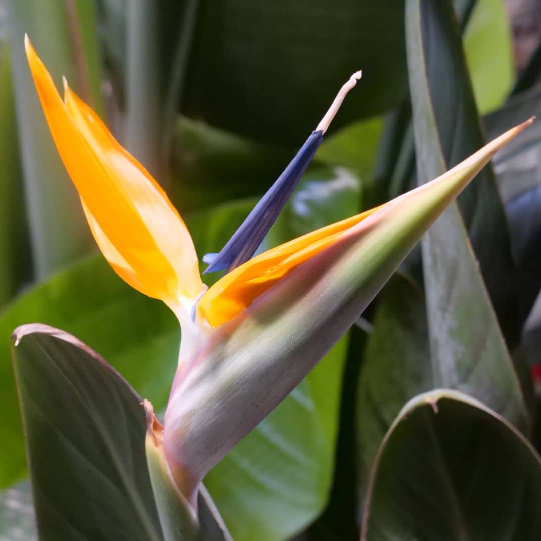 Graines Oiseau de Paradis (Strelitzia reginae) – Fleur exotique