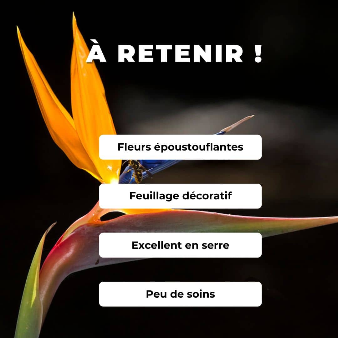 GRAINES Strelitzia reginae oiseau de paradis plantes rares monde végétal comment le semer et le cultiver