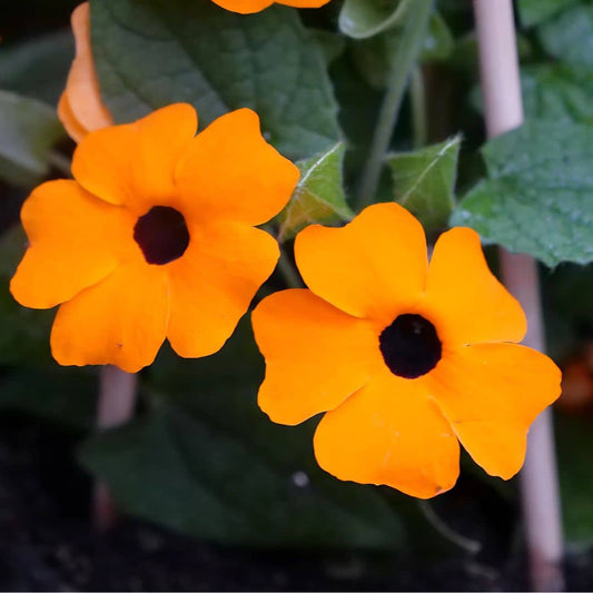GRAINES Suzanne aux Yeux Noirs Thunbergia alata plante rare monde vegetal