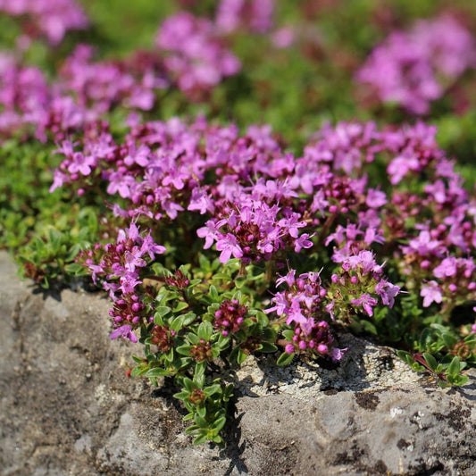GRAINES THYMUS SERPYLLUM thym serpolet plante aromatique rampante monde vegetal