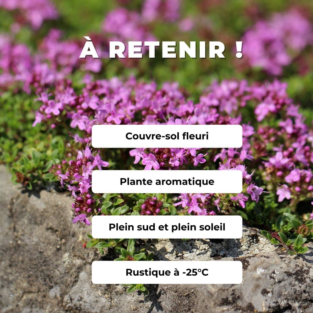 GRAINES THYMUS SERPYLLUM thym serpolet  plante aromatique rampante monde vegetal comment semer et cultiver