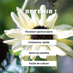 GRAINES TOURNESOL BLANC Helanthus debilis Vanilla ice comment le semer et le cultiver