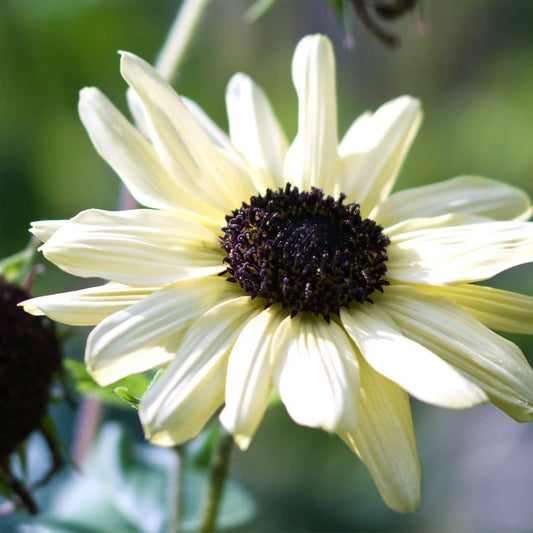 GRAINES TOURNESOL BLANC Helanthus debilis Vanilla ice monde vegetal