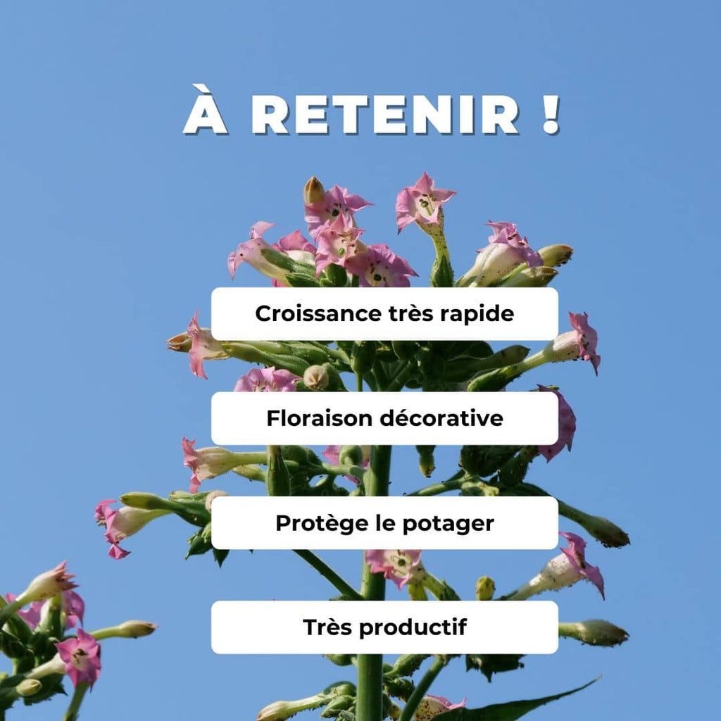 GRAINES Tabac Cultivé Nicotiana tabacum à transformer en pesticide naturel grace à la nicotine