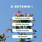 GRAINES Tabac Cultivé Nicotiana tabacum à transformer en pesticide naturel grace à la nicotine