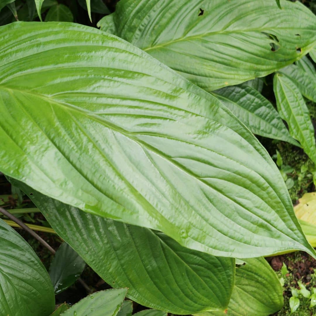 GRAINES Tacca chantrieri fleur chauve souris à semer et cultiver monde vegetal