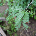 GRAINES  Tamarinier Tamarindus indica