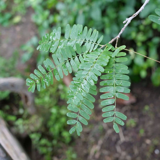 GRAINES  Tamarinier Tamarindus indica