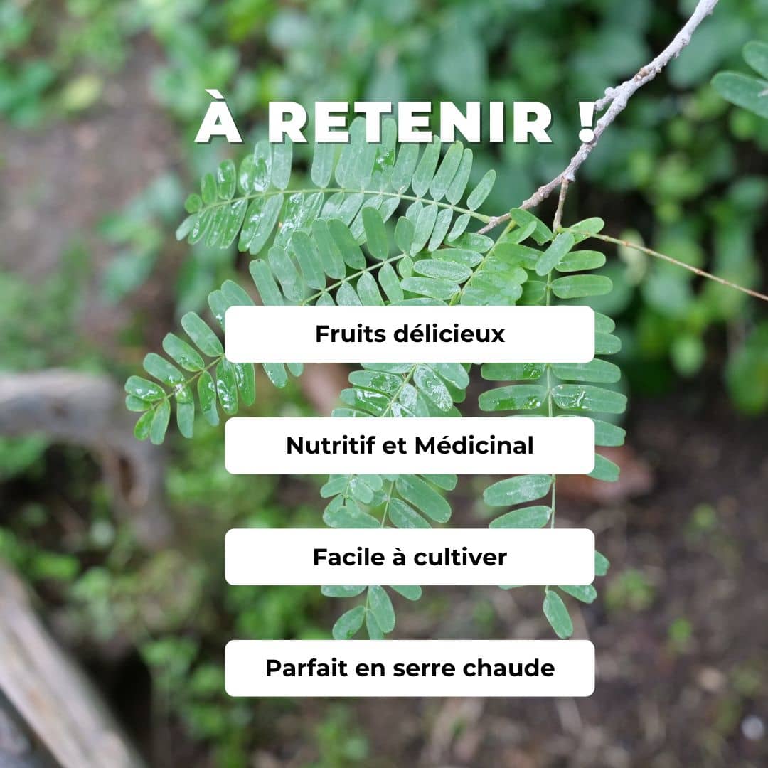 GRAINES  Tamarinier Tamarindus indica comment semer et cultiver