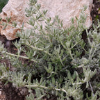 GRAINES Teucrium polium plante saucisson