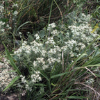 GRAINES Teucrium polium plante saucisson