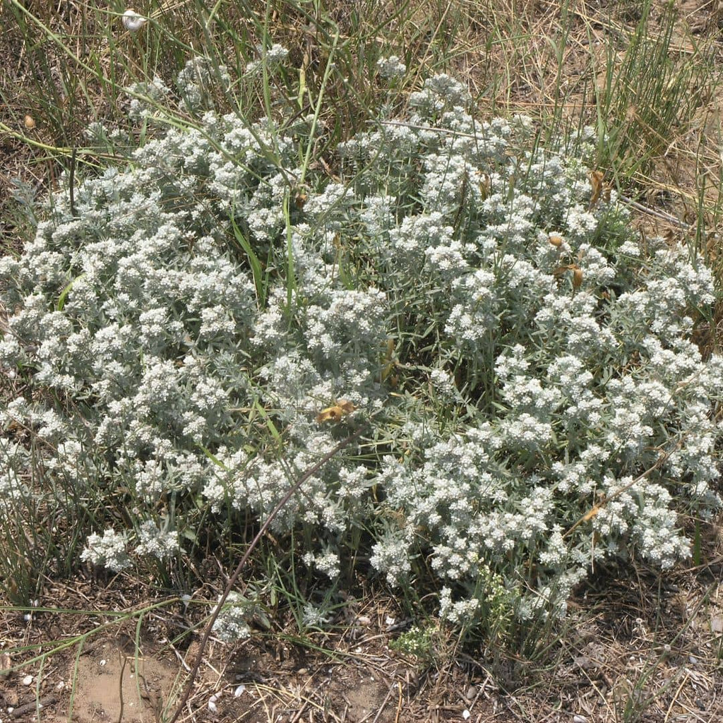 GRAINES Teucrium polium plante saucisson plantes aromatiques rares monde vegetal